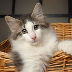 Wildfee's Norwegische Waldkatzen - Babys und Jungtiere 