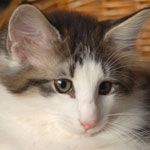 Wildfee's Norwegische Waldkatzen - Babys und Jungtiere 