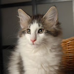 Wildfee's Norwegische Waldkatzen - Babys und Jungtiere 