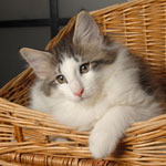 Wildfee's Norwegische Waldkatzen - Babys und Jungtiere 