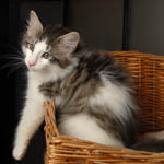 Wildfee's Norwegische Waldkatzen - Babys und Jungtiere 