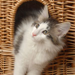 Wildfee's Norwegische Waldkatzen - Babys und Jungtiere 