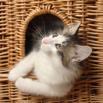 Wildfee's Norwegische Waldkatzen - Babys und Jungtiere 