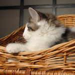 Wildfee's Norwegische Waldkatzen - Babys und Jungtiere 