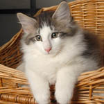 Wildfee's Norwegische Waldkatzen - Babys und Jungtiere 