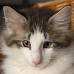 Wildfee's Norwegische Waldkatzen - Babys und Jungtiere 