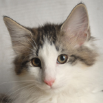 Wildfee's Norwegische Waldkatzen - Babys und Jungtiere 