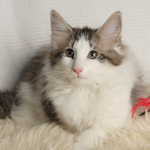 Wildfee's Norwegische Waldkatzen - Babys und Jungtiere 