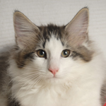 Wildfee's Norwegische Waldkatzen - Babys und Jungtiere 