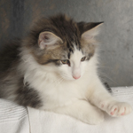 Wildfee's Norwegische Waldkatzen - Babys und Jungtiere 