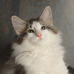 Wildfee's Norwegische Waldkatzen - Babys und Jungtiere 