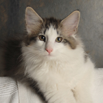 Wildfee's Norwegische Waldkatzen - Babys und Jungtiere 