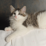 Wildfee's Norwegische Waldkatzen - Babys und Jungtiere 