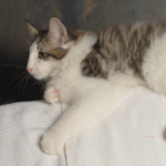 Wildfee's Norwegische Waldkatzen - Babys und Jungtiere 