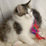 Wildfee's Norwegische Waldkatzen - Babys und Jungtiere 