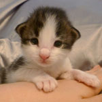 Wildfee's Norwegische Waldkatzen - Babys und Jungtiere 