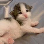 Wildfee's Norwegische Waldkatzen - Babys und Jungtiere 