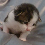 Wildfee's Norwegische Waldkatzen - Babys und Jungtiere 