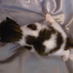 Wildfee's Norwegische Waldkatzen - Babys und Jungtiere 