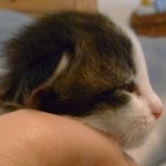 Wildfee's Norwegische Waldkatzen - Babys und Jungtiere 