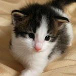 Wildfee's Norwegische Waldkatzen - Babys und Jungtiere 