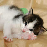 Wildfee's Norwegische Waldkatzen - Babys und Jungtiere 