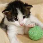 Wildfee's Norwegische Waldkatzen - Babys und Jungtiere 