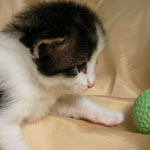 Wildfee's Norwegische Waldkatzen - Babys und Jungtiere 