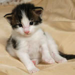 Wildfee's Norwegische Waldkatzen - Babys und Jungtiere 