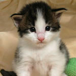 Wildfee's Norwegische Waldkatzen - Babys und Jungtiere 