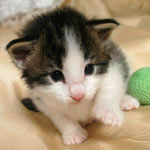 Wildfee's Norwegische Waldkatzen - Babys und Jungtiere 