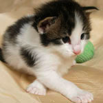 Wildfee's Norwegische Waldkatzen - Babys und Jungtiere 