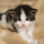 Wildfee's Norwegische Waldkatzen - Babys und Jungtiere 