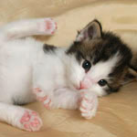 Wildfee's Norwegische Waldkatzen - Babys und Jungtiere 