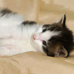 Wildfee's Norwegische Waldkatzen - Babys und Jungtiere 