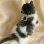 Wildfee's Norwegische Waldkatzen - Babys und Jungtiere 