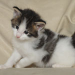 Wildfee's Norwegische Waldkatzen  