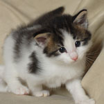 Wildfee's Norwegische Waldkatzen - Babys und Jungtiere 