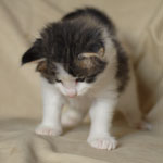 Wildfee's Norwegische Waldkatzen - Babys und Jungtiere 