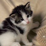 Wildfee's Norwegische Waldkatzen  