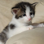 Wildfee's Norwegische Waldkatzen  