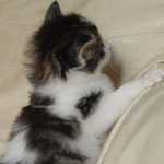 Wildfee's Norwegische Waldkatzen  