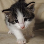 Wildfee's Norwegische Waldkatzen  