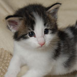 Wildfee's Norwegische Waldkatzen  