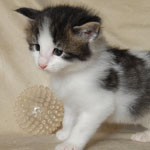 Wildfee's Norwegische Waldkatzen  