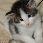 Wildfee's Norwegische Waldkatzen  