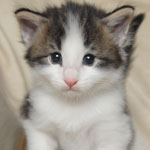 Wildfee's Norwegische Waldkatzen - Babys und Jungtiere 