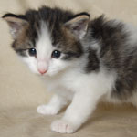 Wildfee's Norwegische Waldkatzen  