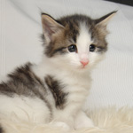 Wildfee's Norwegische Waldkatzen - Babys und Jungtiere 