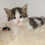 Wildfee's Norwegische Waldkatzen - Babys und Jungtiere 